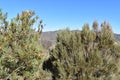 Colorful King Protea plants on the way to the Swartberg Pass in Oudtshoorn in South AfricaÃ¢â¬â the national flower of South Africa